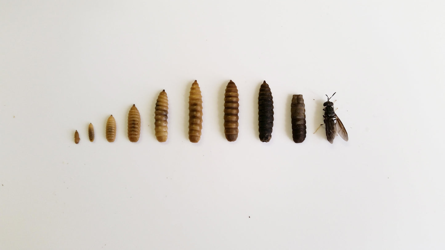 Live Black Soldier Fly Larvae – Premium Feeder Insects
