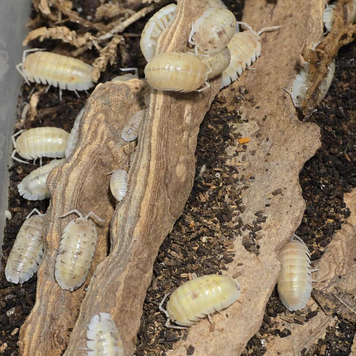 Armadillidium nasatum "Jelly Bean"