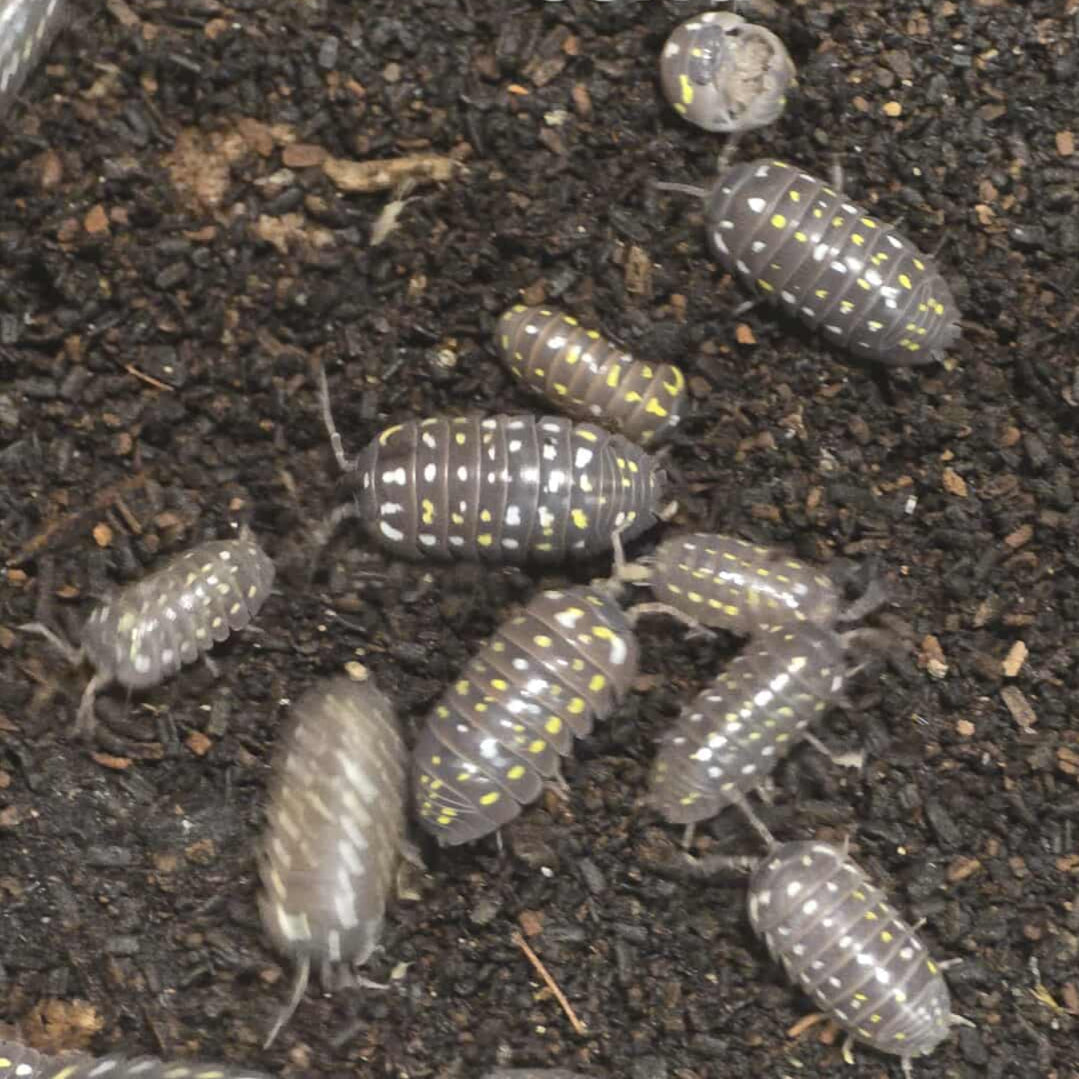 Armadillidium frontetriangulum "Corfu"