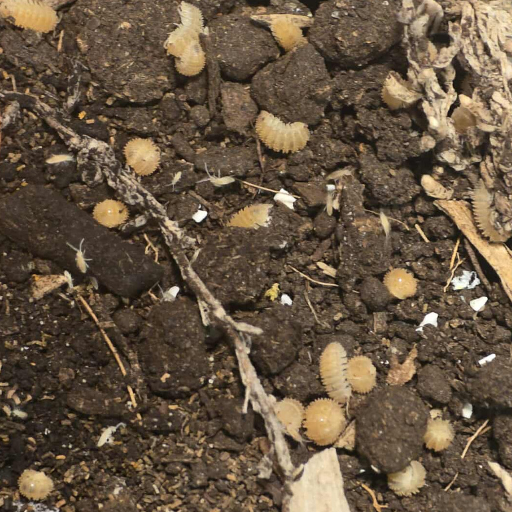 Cristarmadillidium muricatum - Pineapple