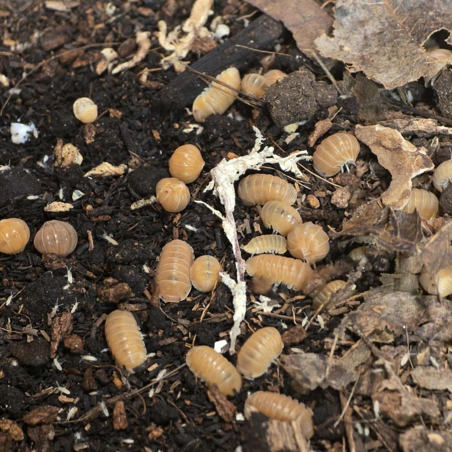 Citrus Panda Isopods (Cubaris sp.)