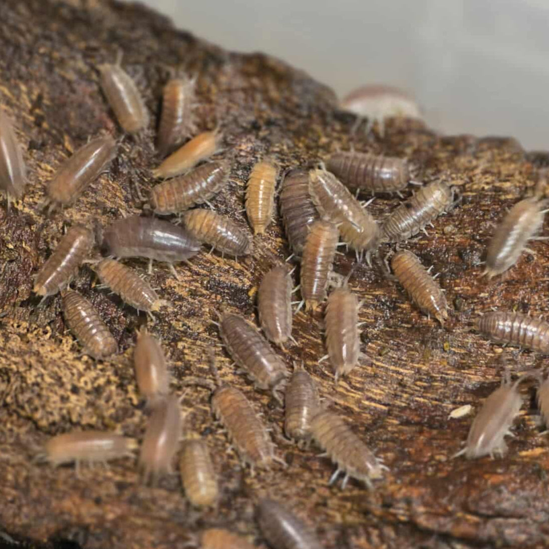 Cylisticus convexus