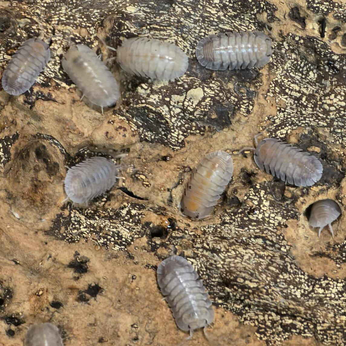 Nesodillo "Silver Ghost"