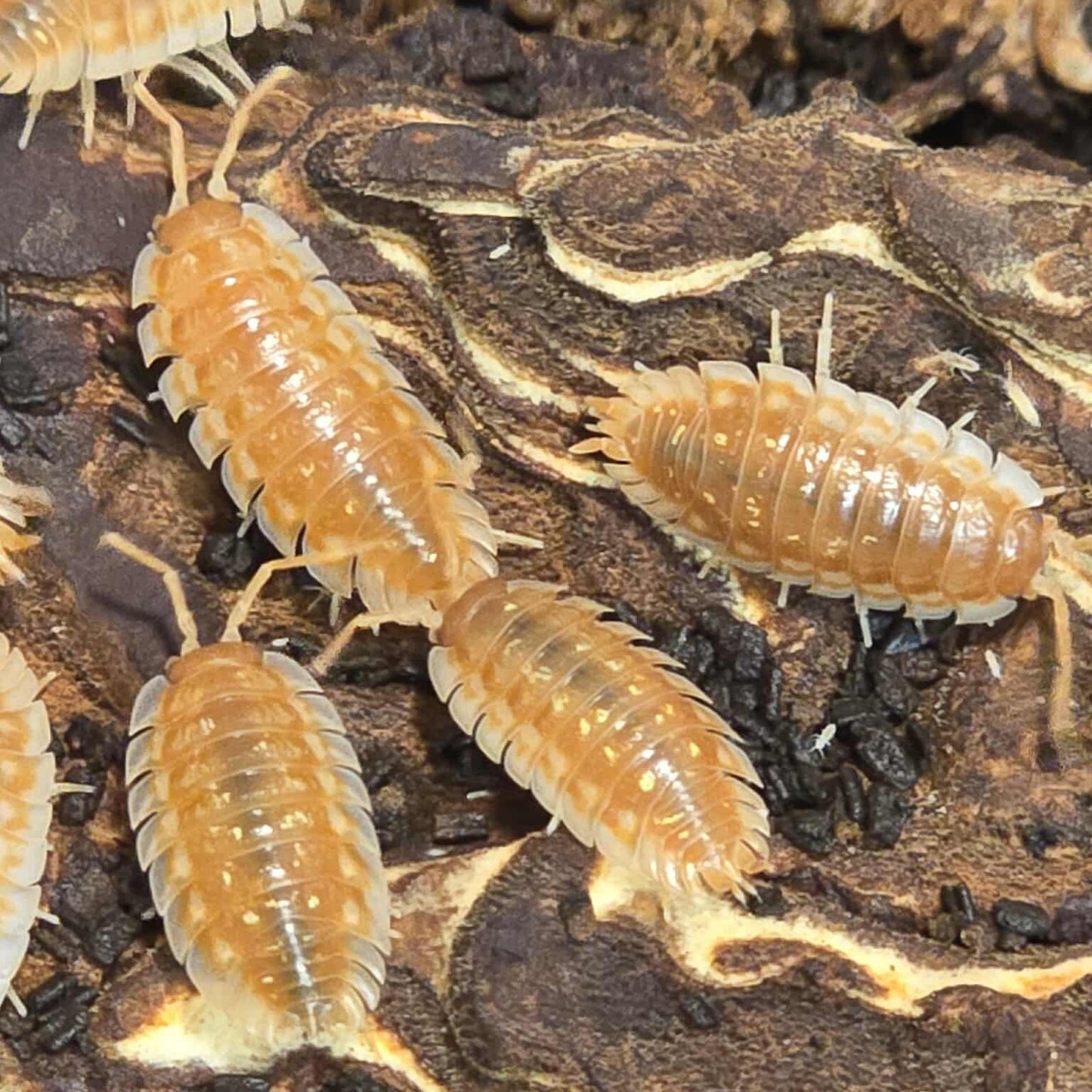 BC Maple Isopods (Oniscus asellus)
