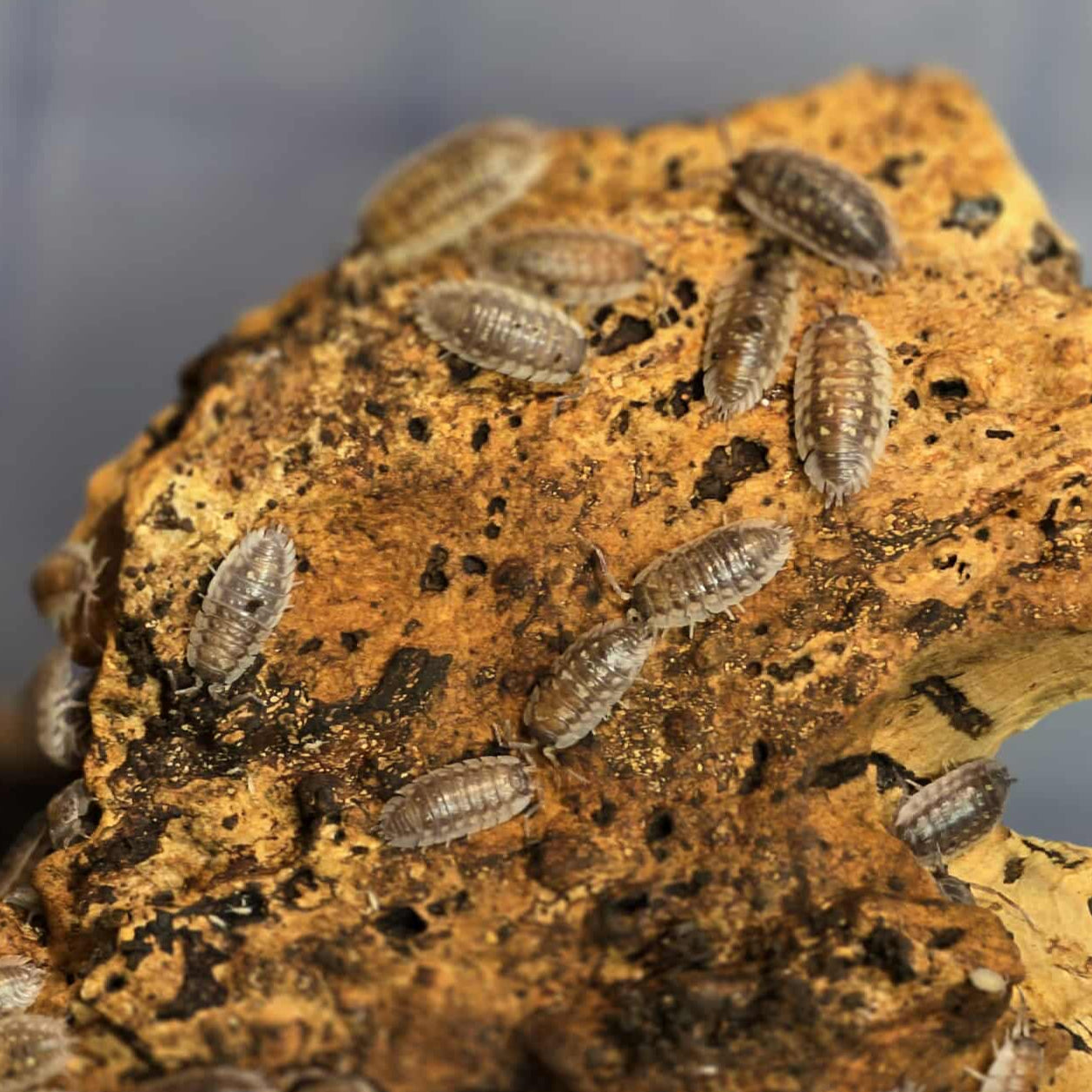 Oniscus asellus