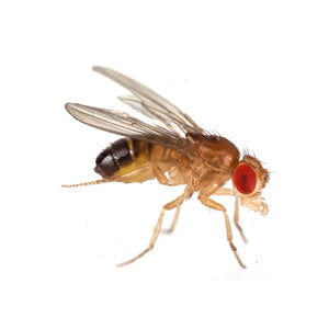 Fruit Flies