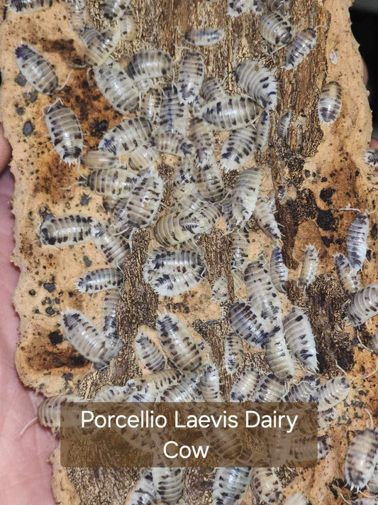 Porcellio Laevis - Dairy Cow