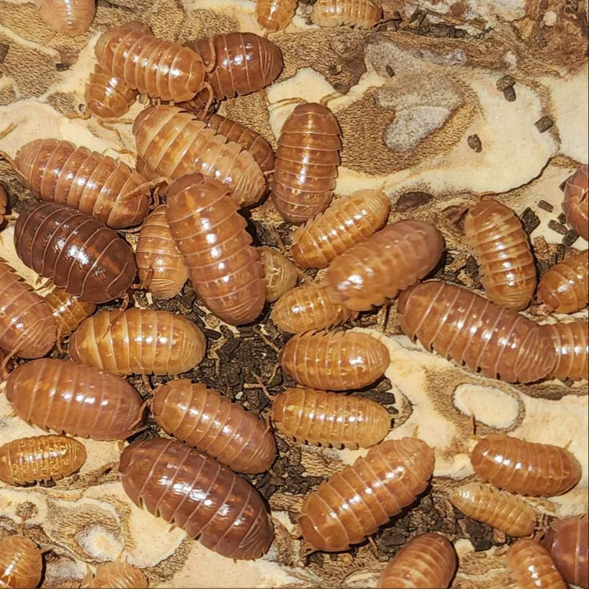 Armadillidium vulgare - Tangerine