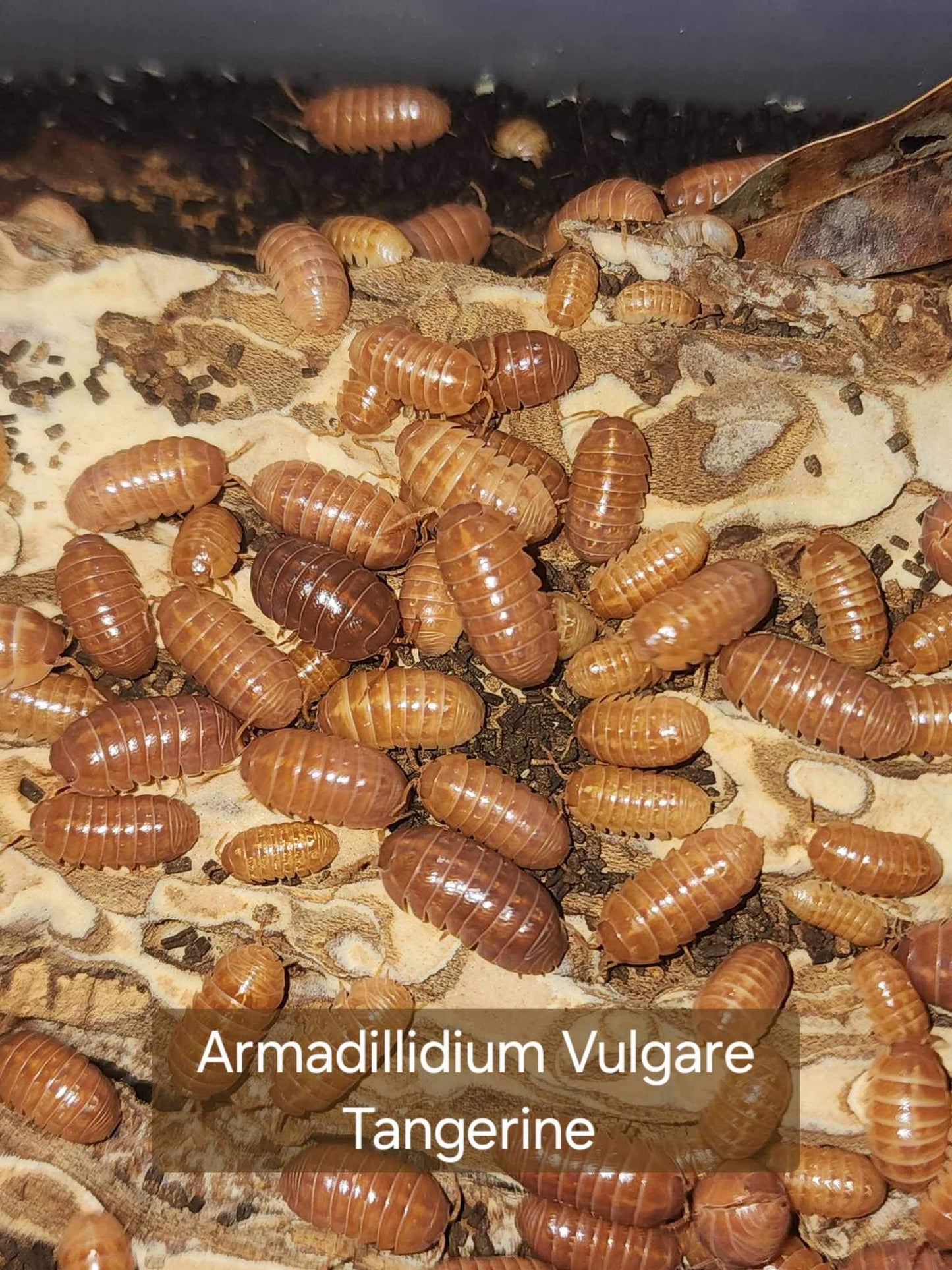 Armadillidium vulgare - Tangerine