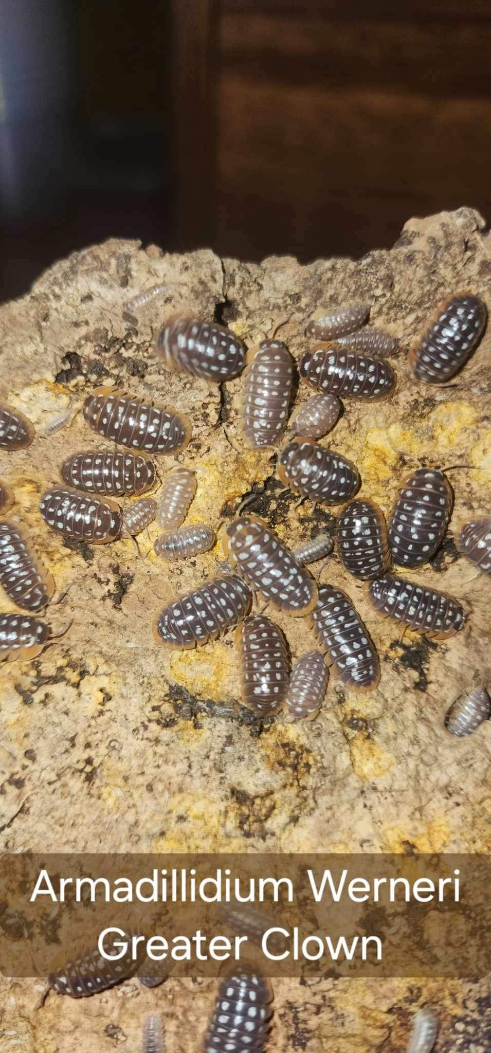 Armadillidium Werneri Greater Clown