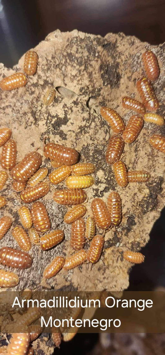 Armadillidium vulgare - Orange Montenegro Clowns