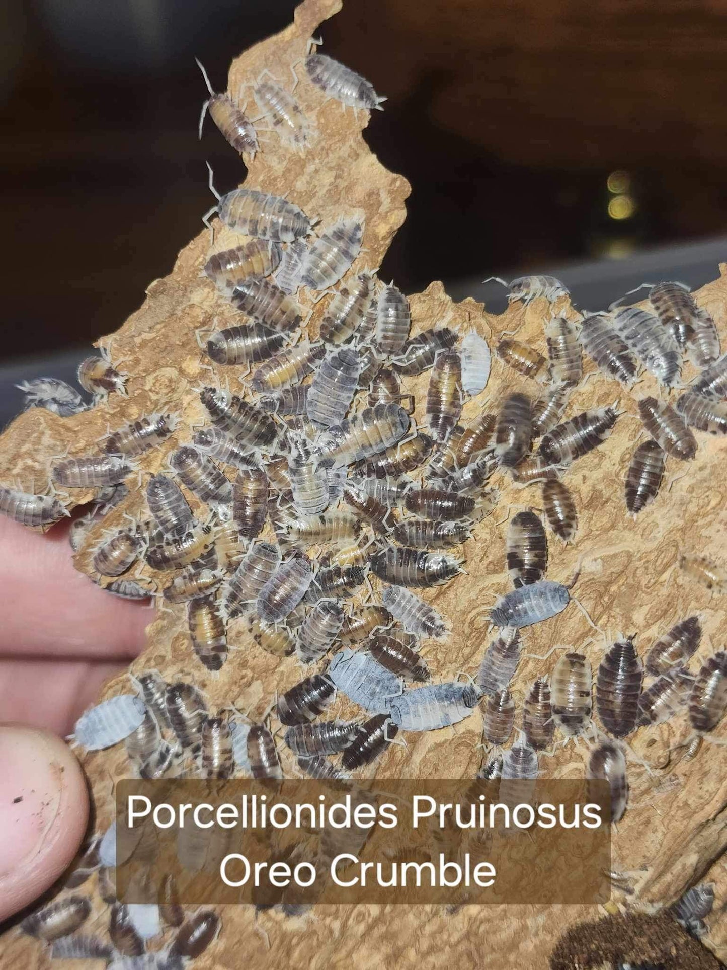 Porcellionides Pruinosus - Oreo Crumble