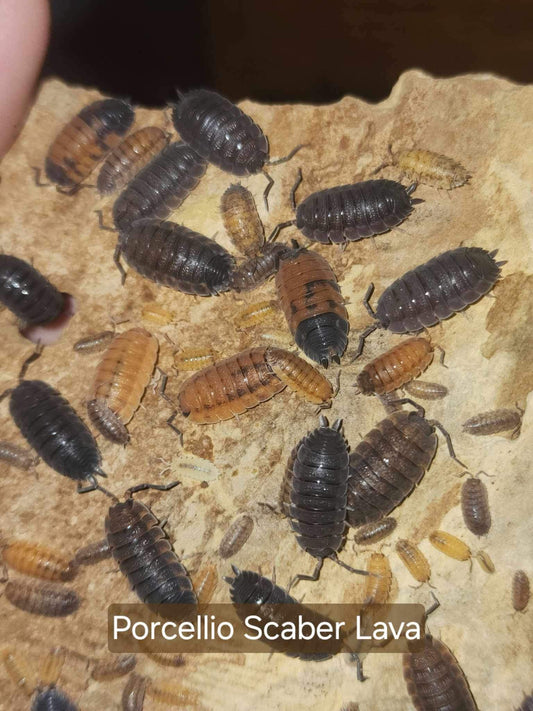 Porcellio scaber - Lava