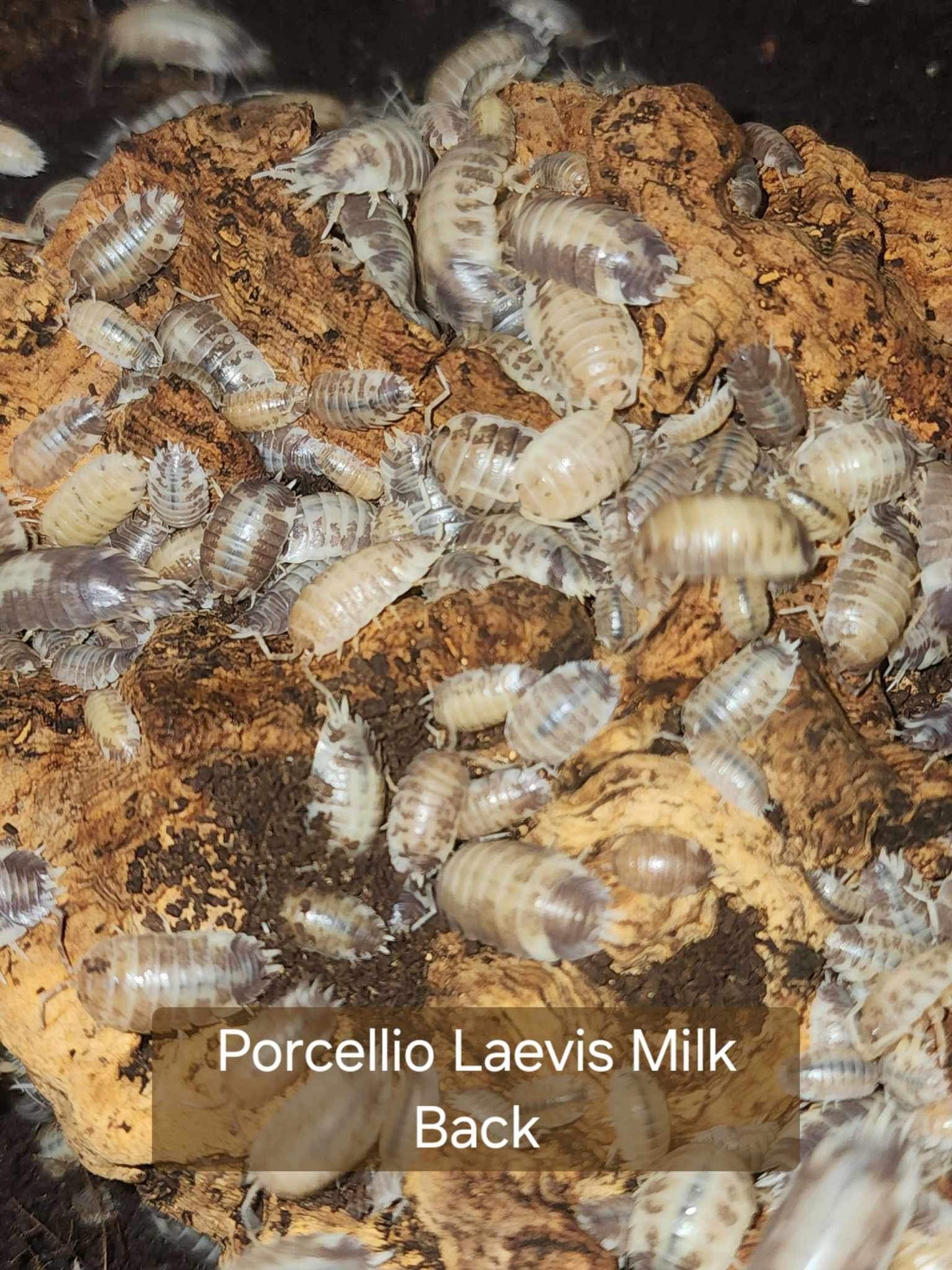 Porcellio Laevis - Milkback