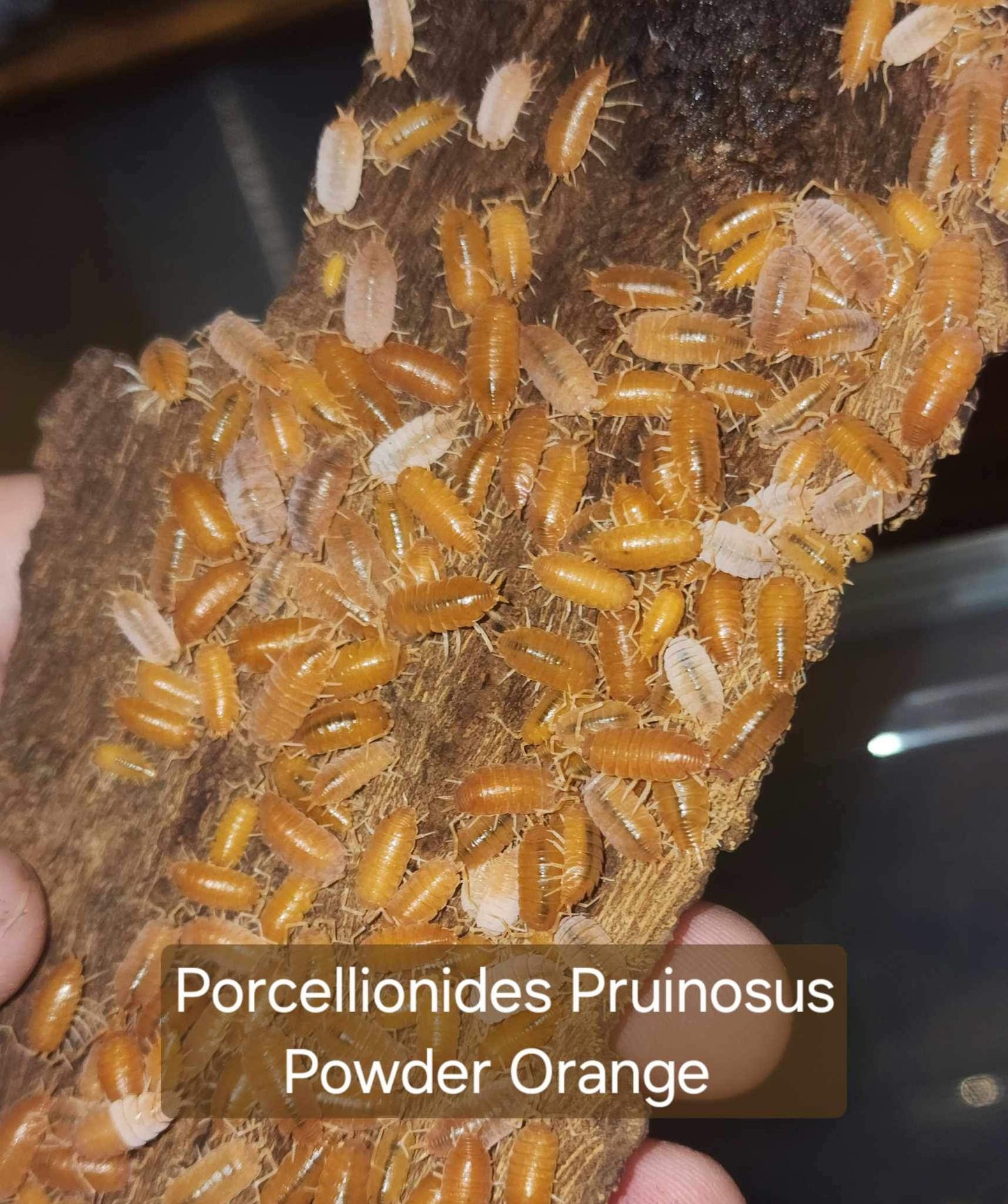 Porcellionides pruinosus - Powder Orange