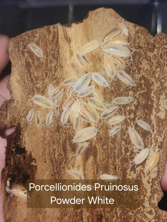 Porcellionides pruinosus - Powder White