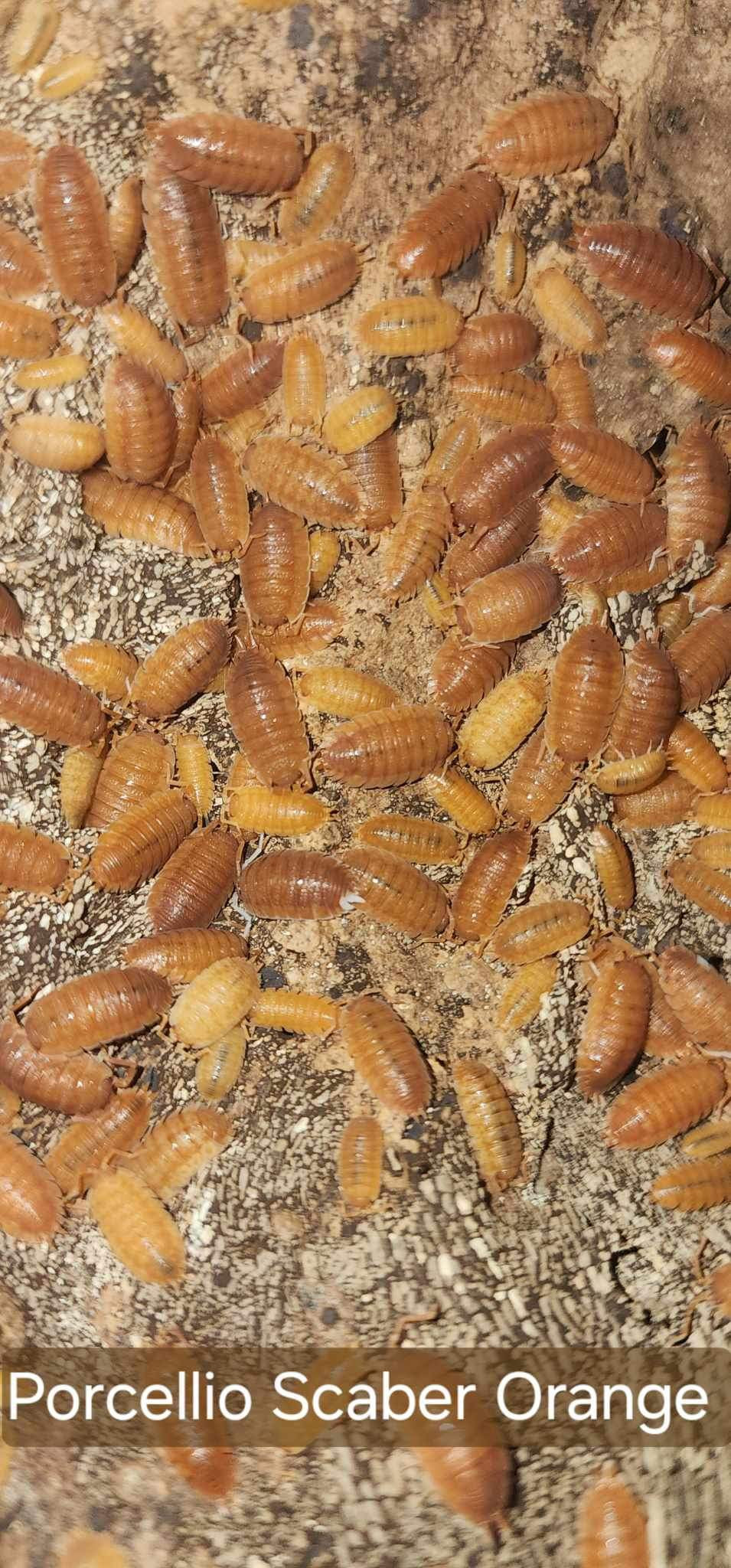 Porcellio scaber - Orange