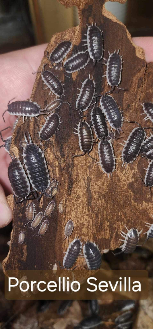 Porcellio Sevilla