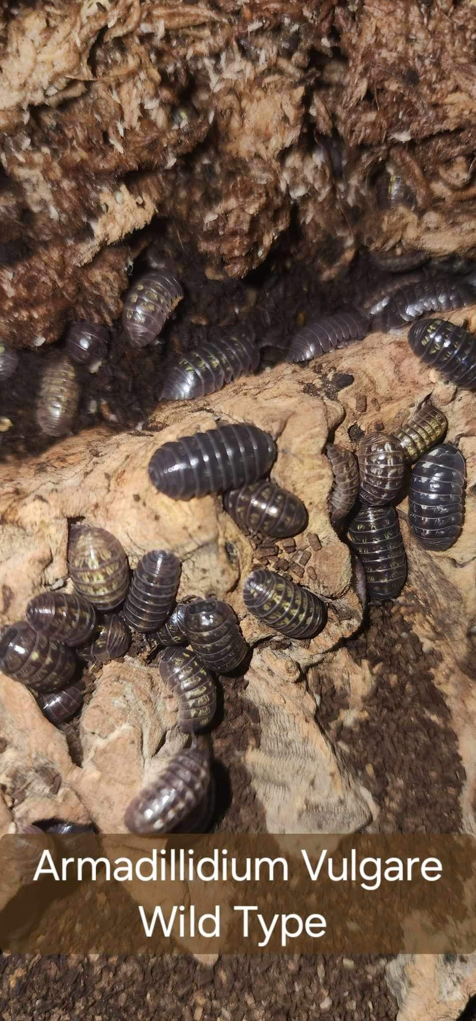 Armadillidium vulgare - Wild Type