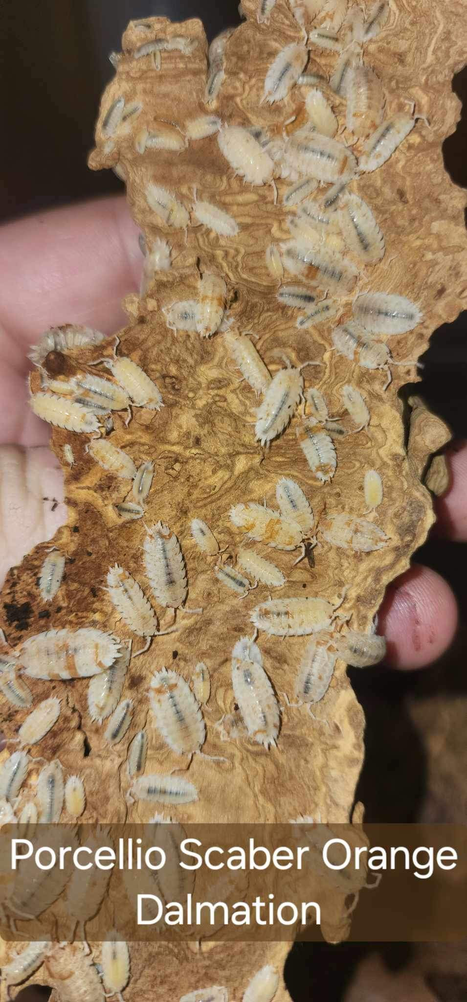 Porcellio scaber - Orange Dalmatian