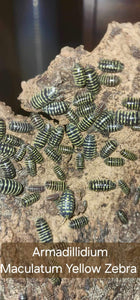 Armadillidium maculatum - Yellow Zebra