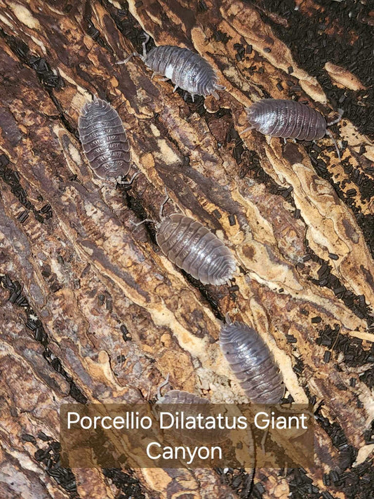 Porcellio dilatatus - Giant Canyon