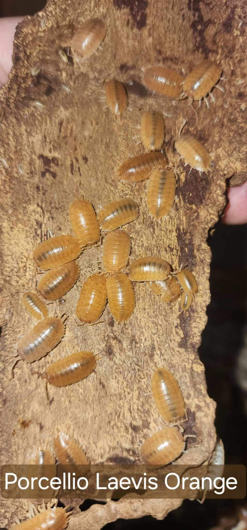 Porcellio laevis - Laevis Orange