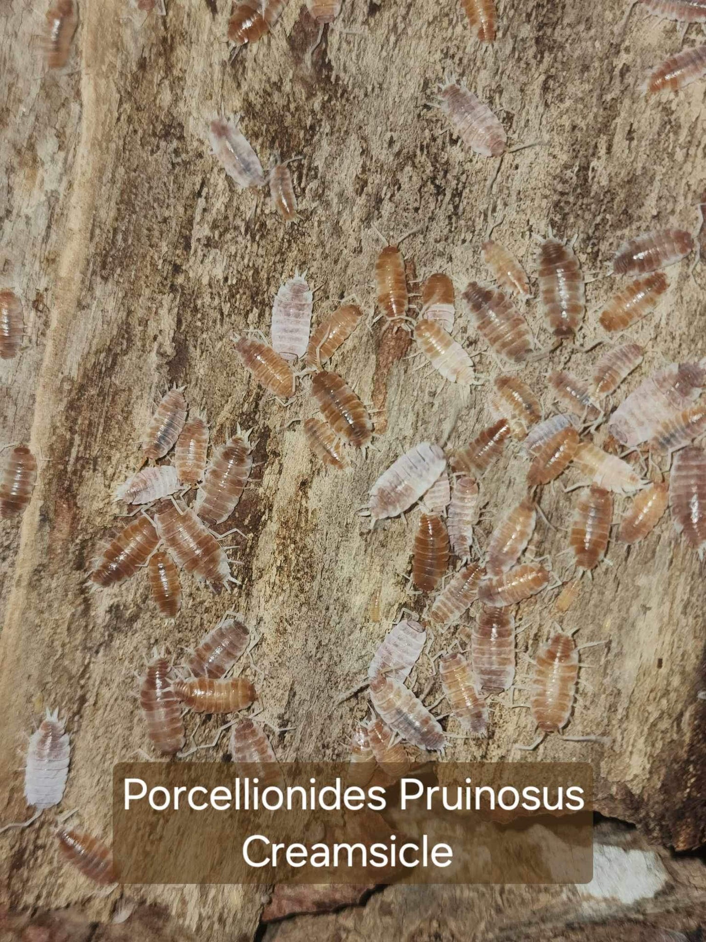 Porcellionides Pruinonsus - Creamsicle