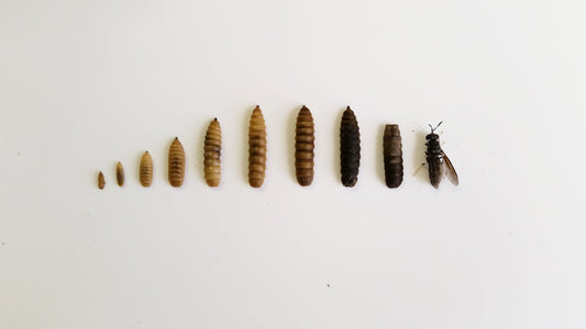 Live Black Soldier Fly Larvae – Premium Feeder Insects