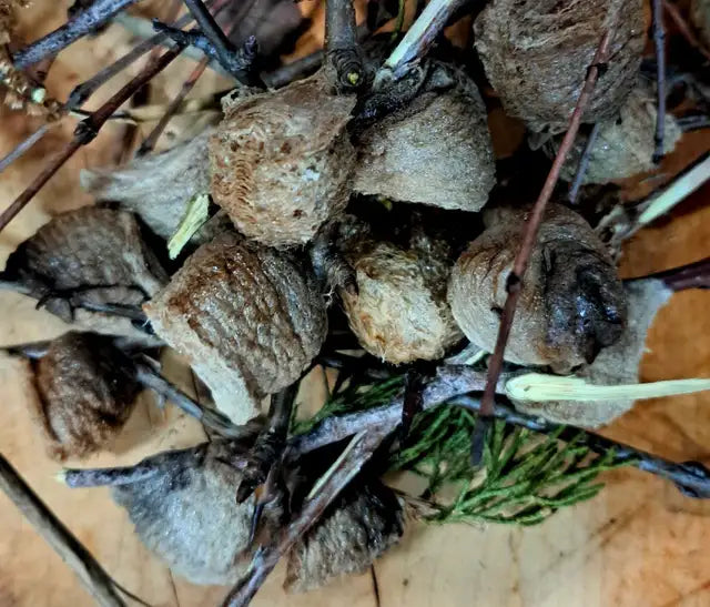 Freshly Harvested Mantis Ootheca