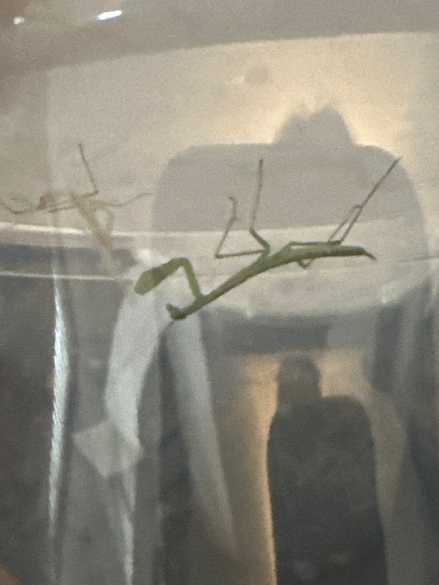 Chinese Mantis