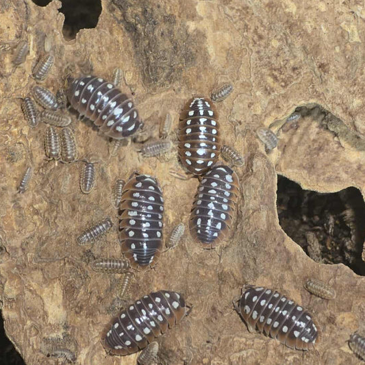 Armadillidium klugii "Dubrovnik"
