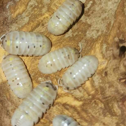 Armadillidium Vulgare- Magic Potion