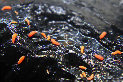 Orange Springtails - Protanura