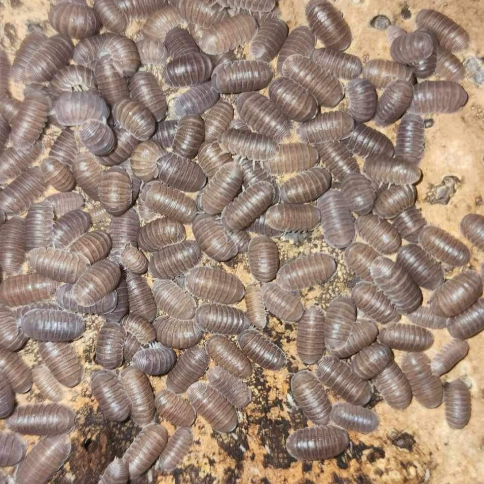 Little Sea Isopods - Exotic Cubaris Murina – Maritime Mantis