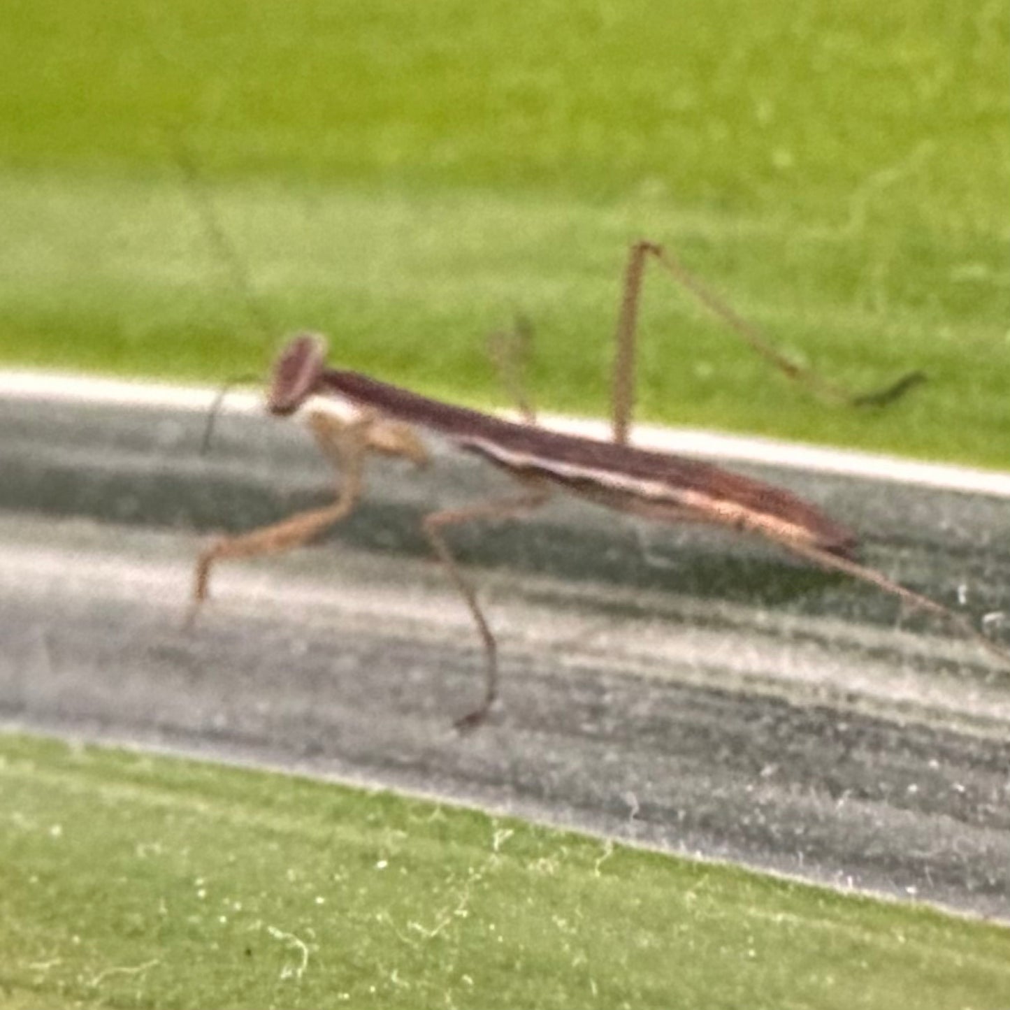 Chinese Mantis