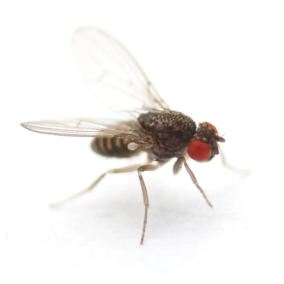 Hydei Flightless Fruit Flies