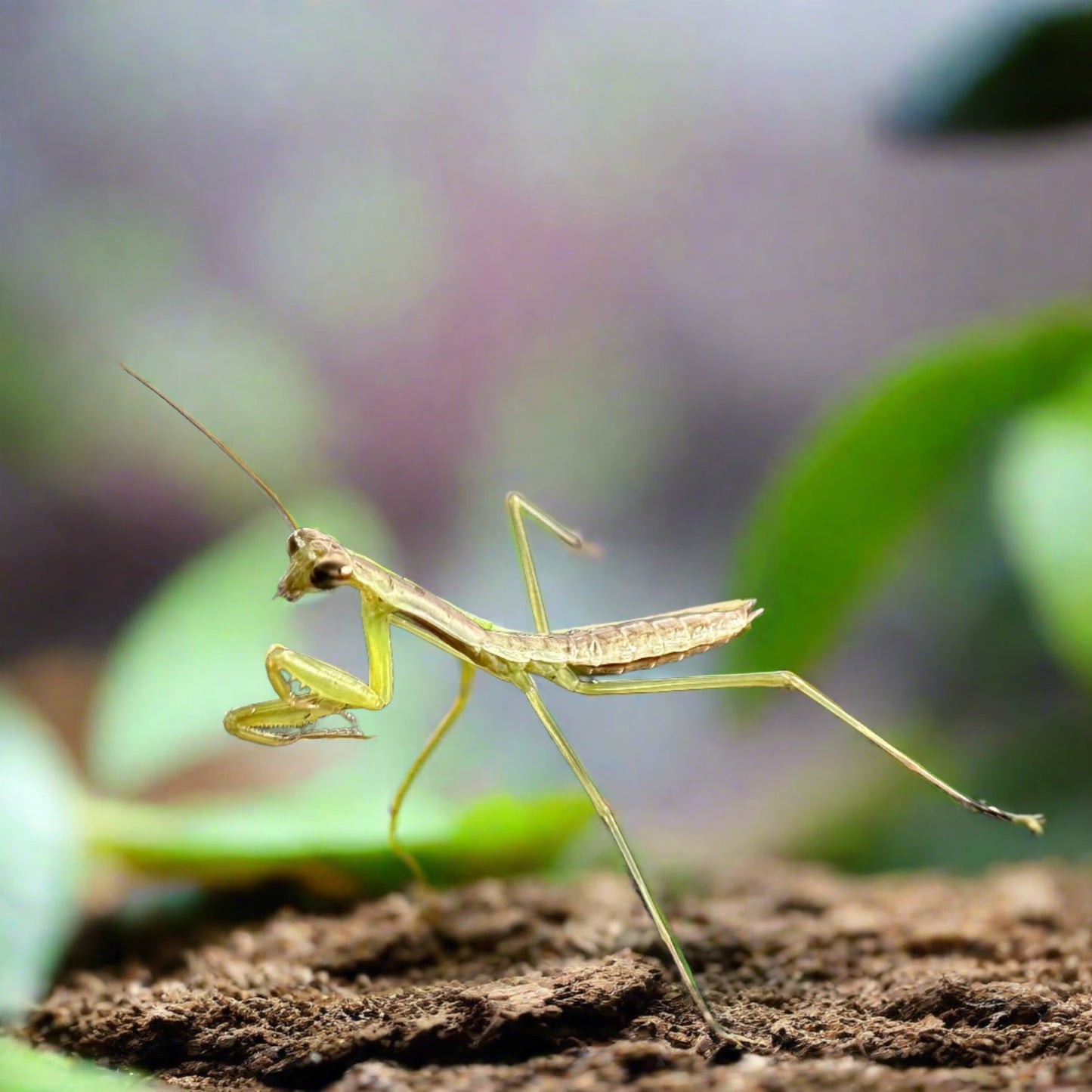 Chinese Praying Mantis L3