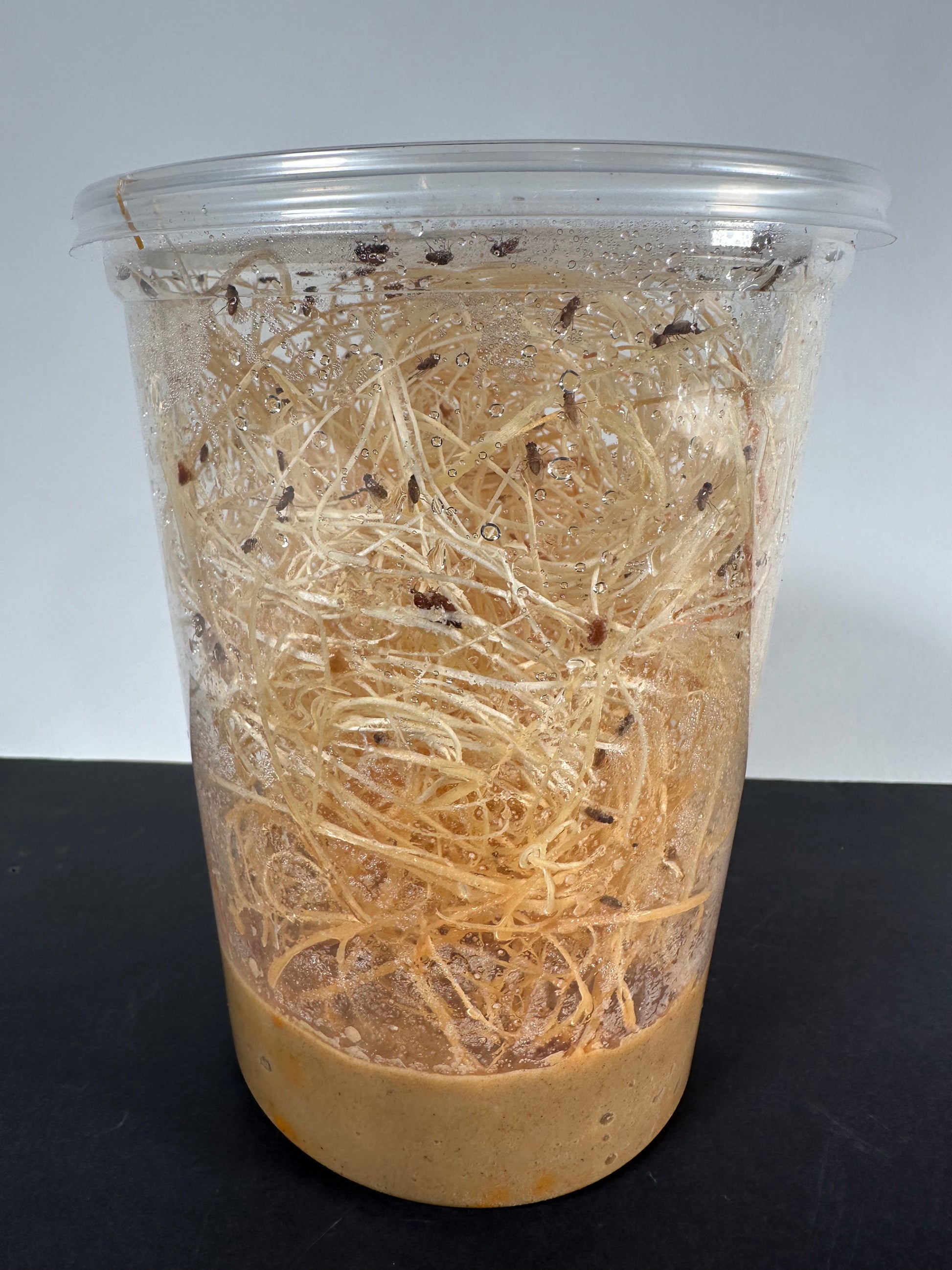 Hydei Flightless Fruit Flies Feeder Essential Maritime Mantis hydei-flightless-fruit-flies-feeder-essential-maritime-mantis