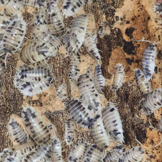 Porcellio Laevis - Dairy Cow