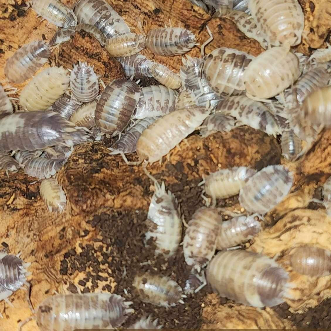 Porcellio Laevis - Milkback