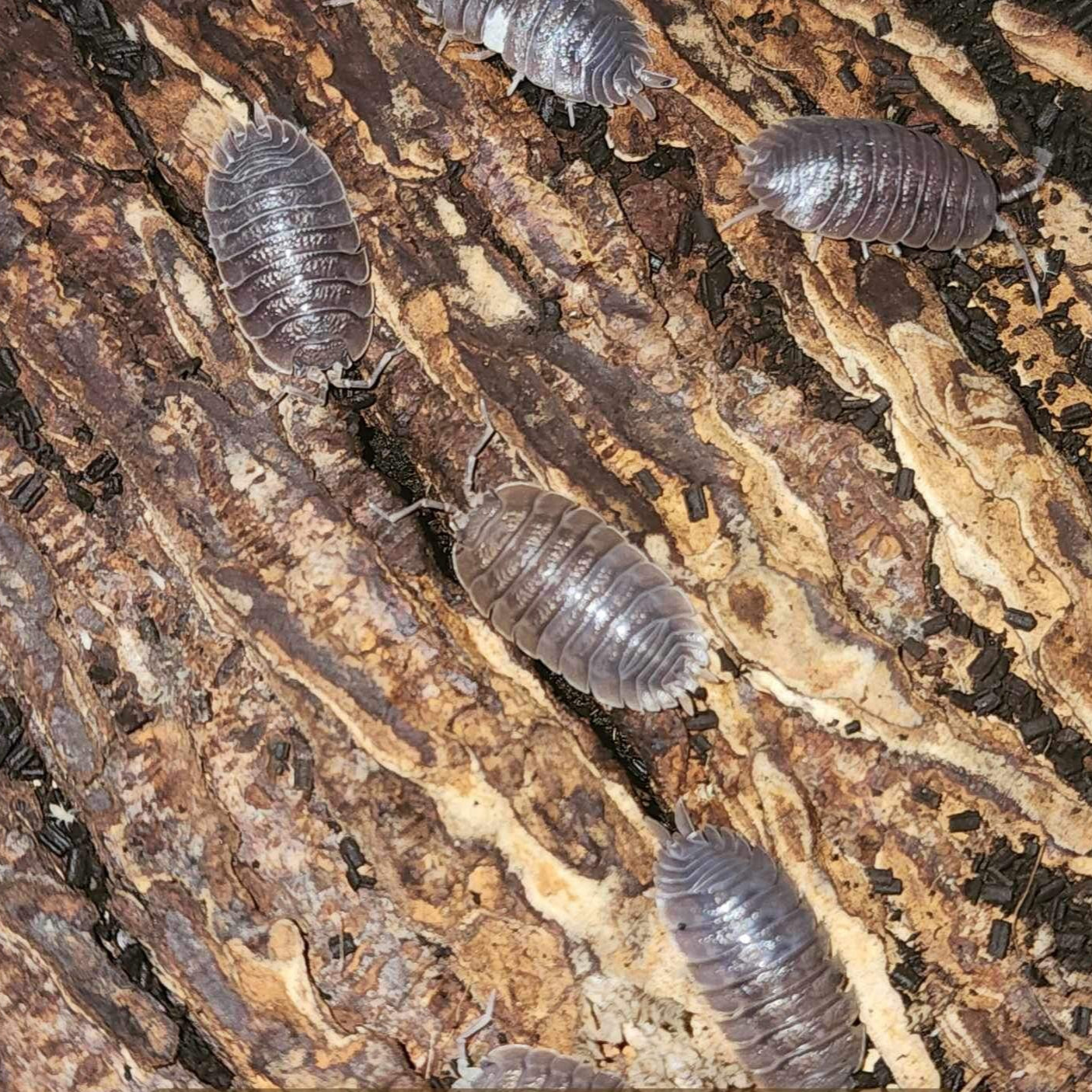 Porcellio dilatatus - Giant Canyon