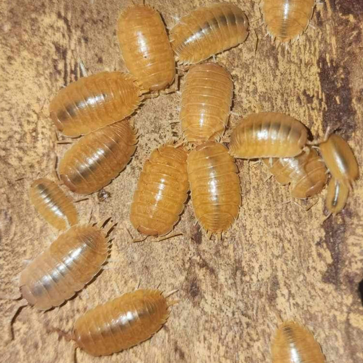 Porcellio laevis - Laevis Orange