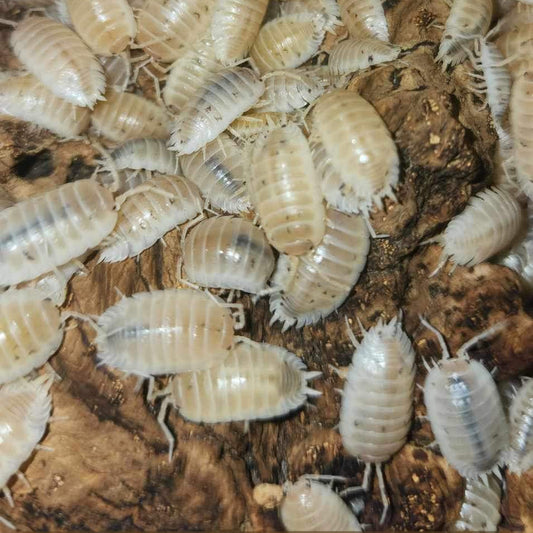 Porcellio laevis - Laevis White