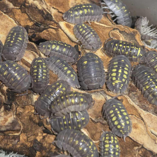 Armadillidium granulatum