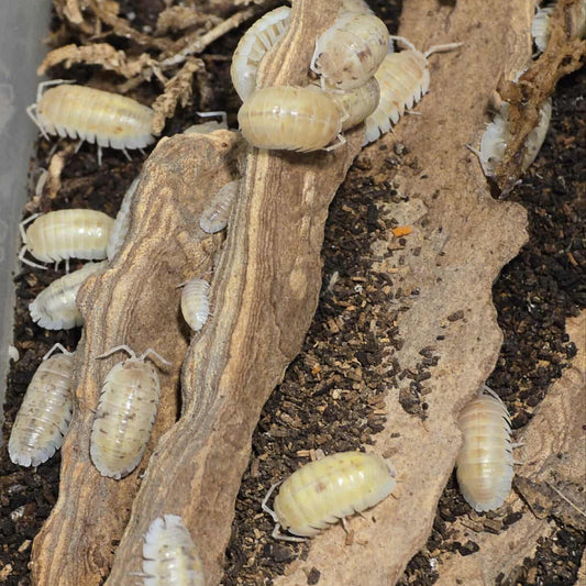 Armadillidium nasatum "Jelly Bean"