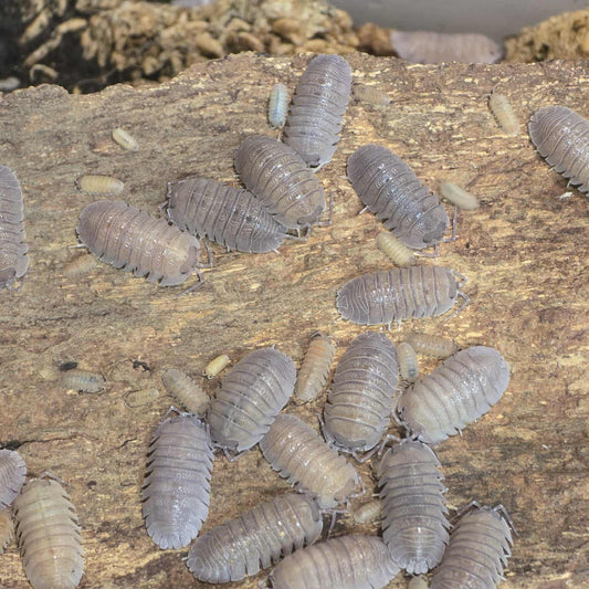 Armadillidium scaberrimum "Sandstone"