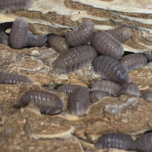 Black Panda Isopods (Cubaris sp.)