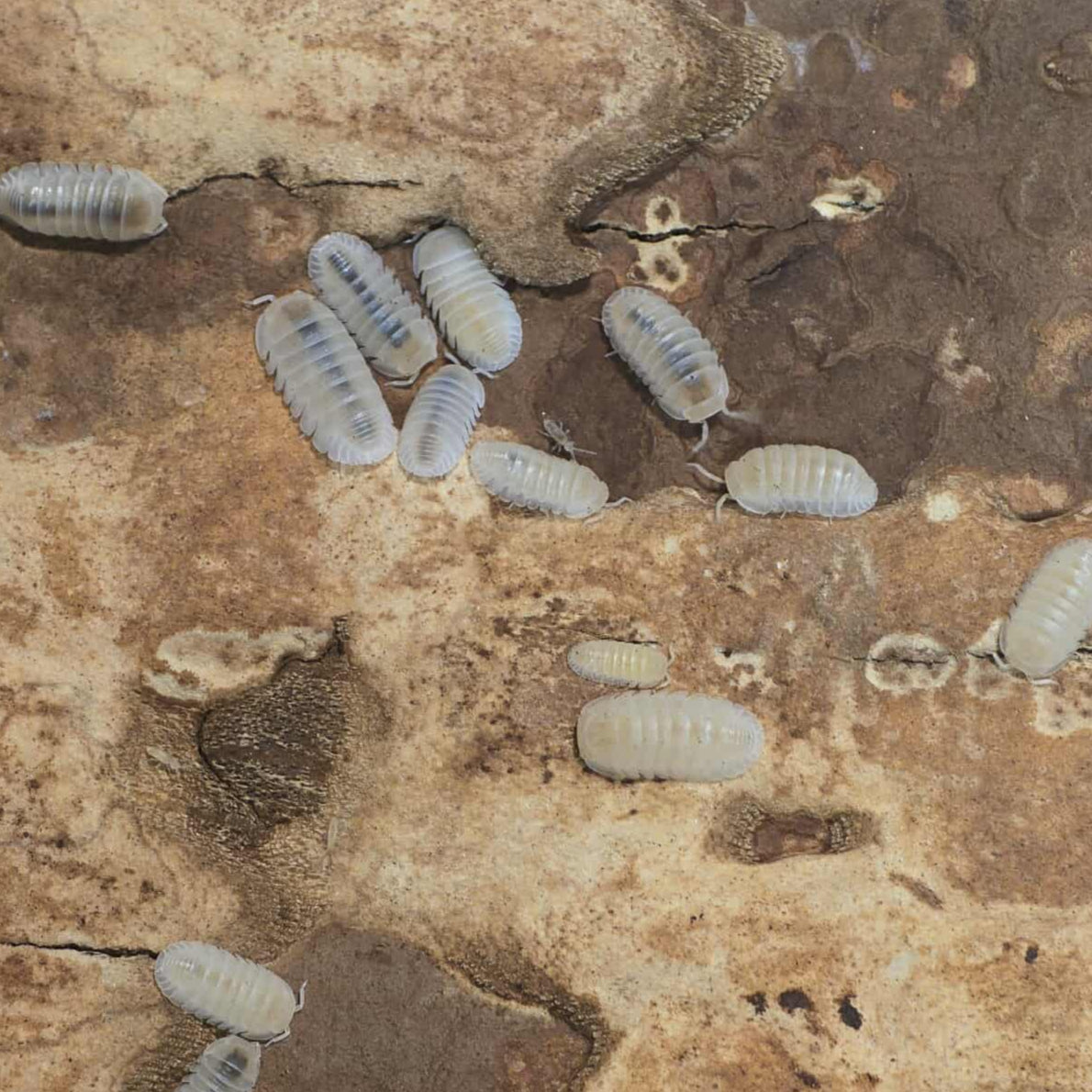 Cubaris murina "Glaciers"