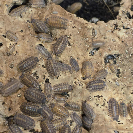 Red Tiger Isopods